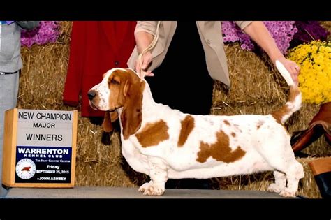 basset hounds for sale in virginia|corkey kennels virginia.